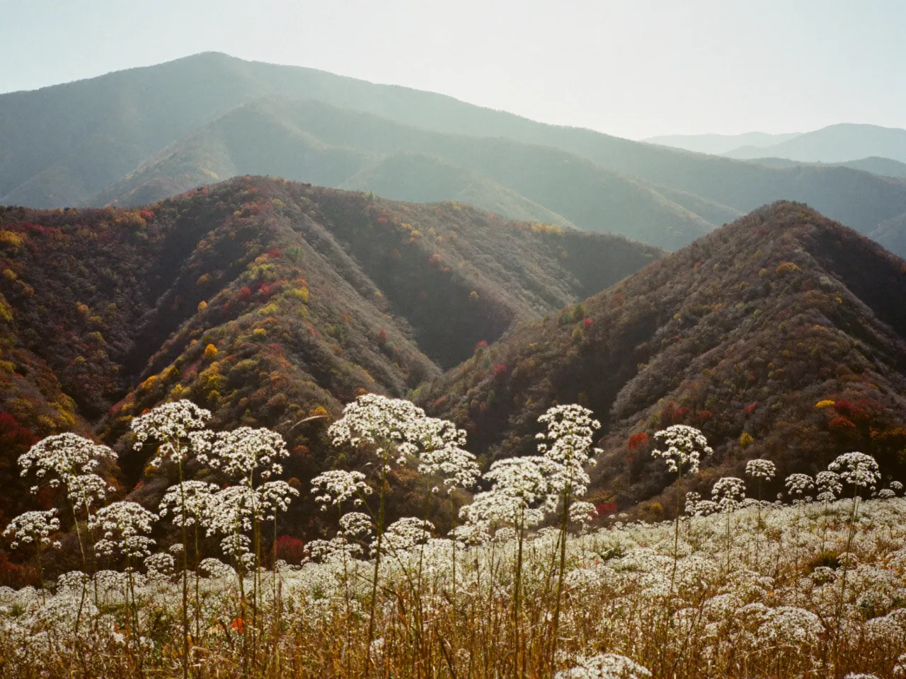 소백산 능선 10월 단풍과 억새